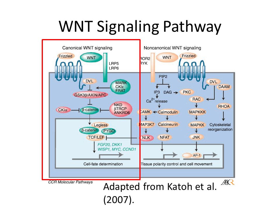 read Enzymes in