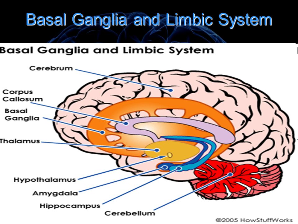 download gehirngespinste neuroanatomie