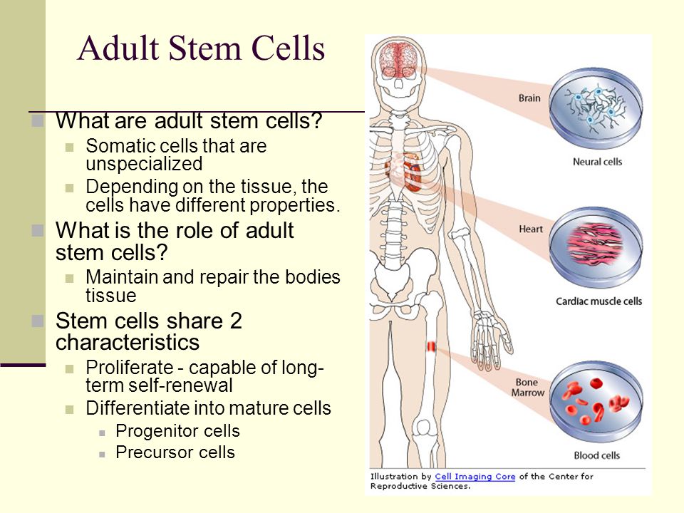 Adult Stem Cells Are 85