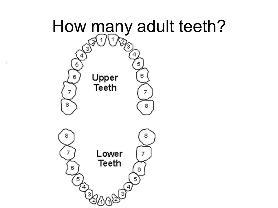 How Many Teeth Are In An Adult S Mouth 41