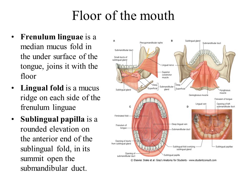 Floor Of The Mouth Anatomy 29
