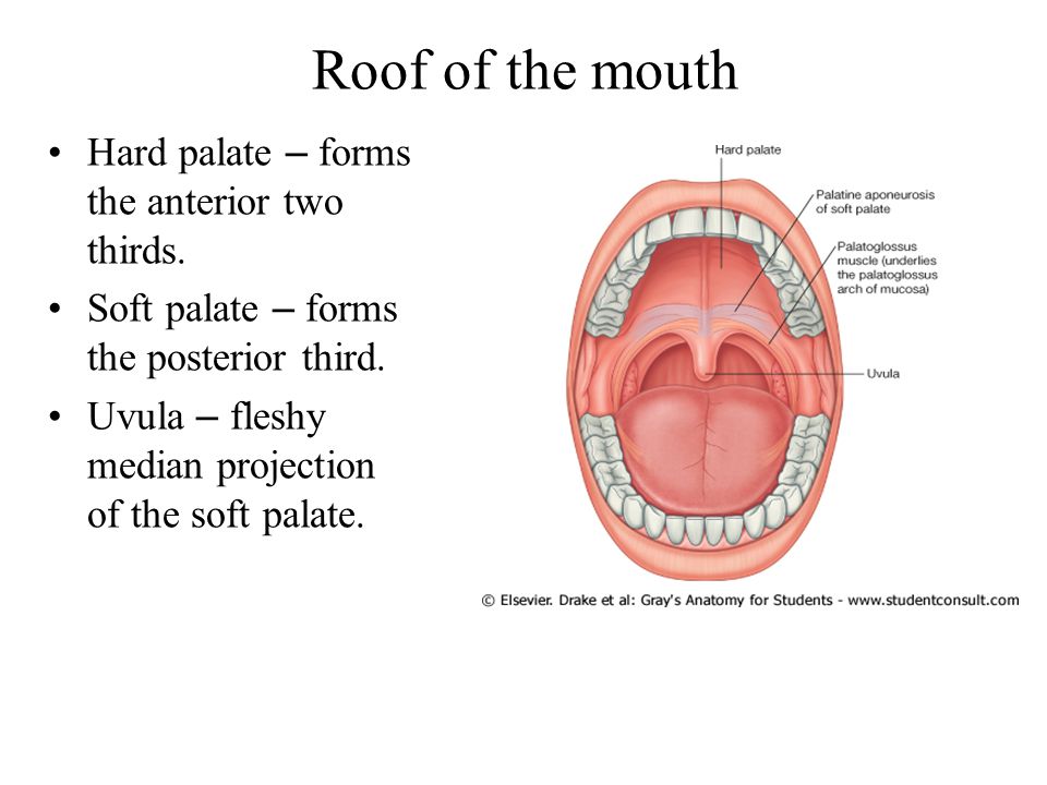 Posterior Roof Of Mouth 97