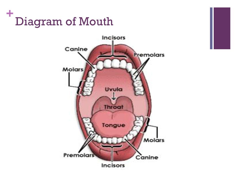 Diagram Of Teeth In Mouth 50