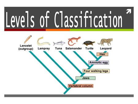 .  Classification is the arrangement of organisms into orderly groups based on their physical similarities  Classification is also known as taxonomy.