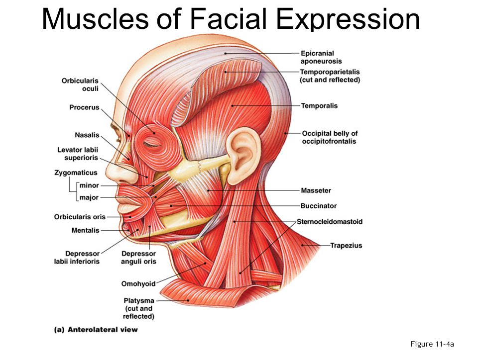 Facial Expression Muscles 35