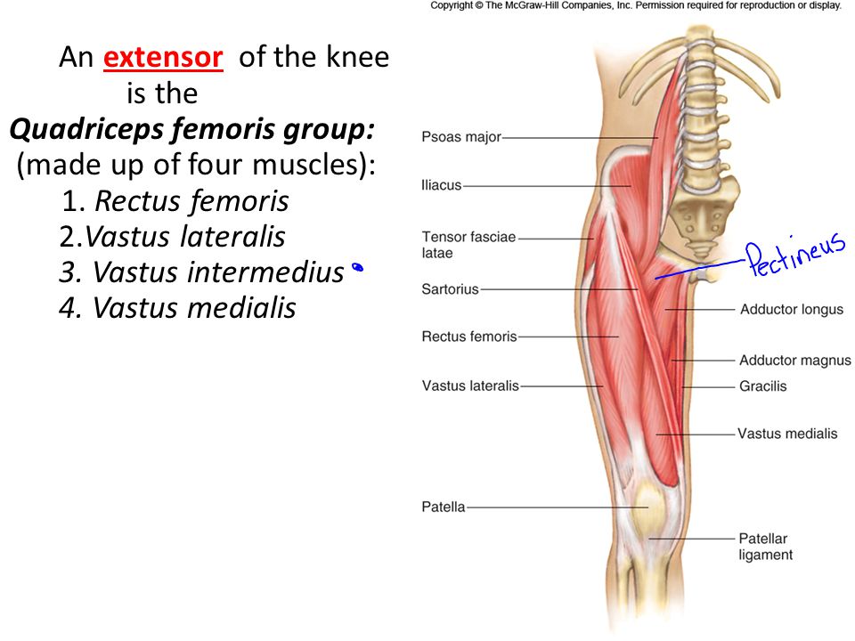 Extensor Muscle Group 117