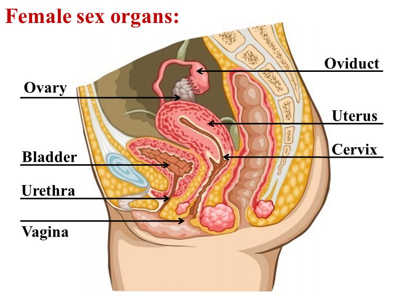 Human Female Sex Organs 18