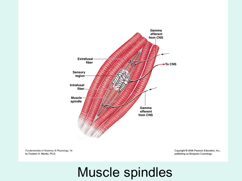 download analysis of