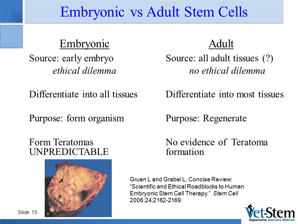 Embryonic Stem Cells Adult Stem Cells 72