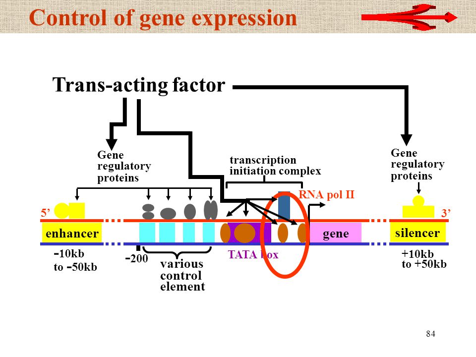 gene expression regulation ***