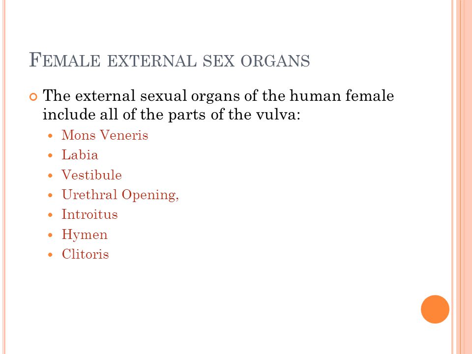 External Female Sex Organs 7