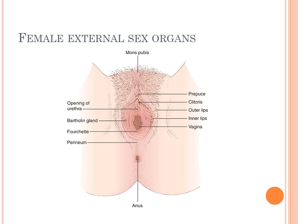 External Female Sex Organs 29