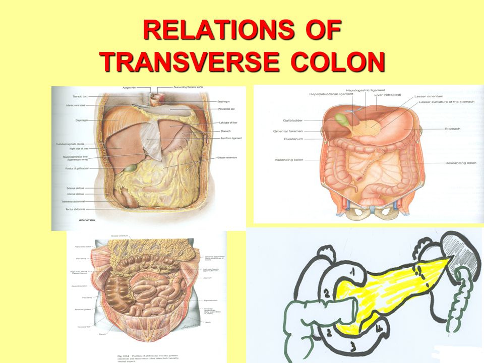 download primate anatomy third