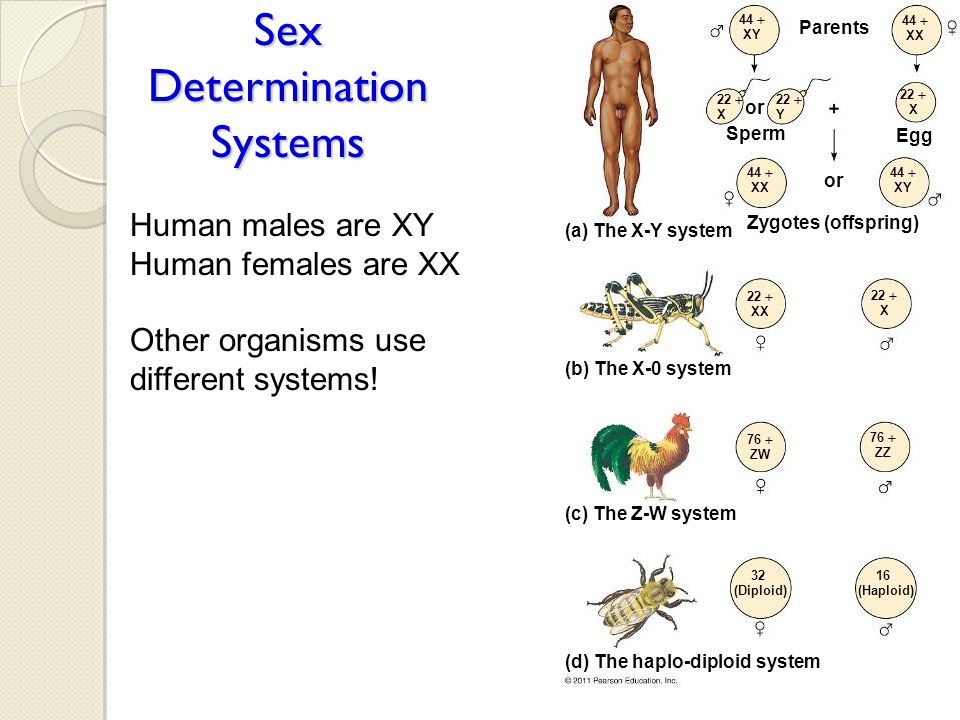 Sex Systems 36