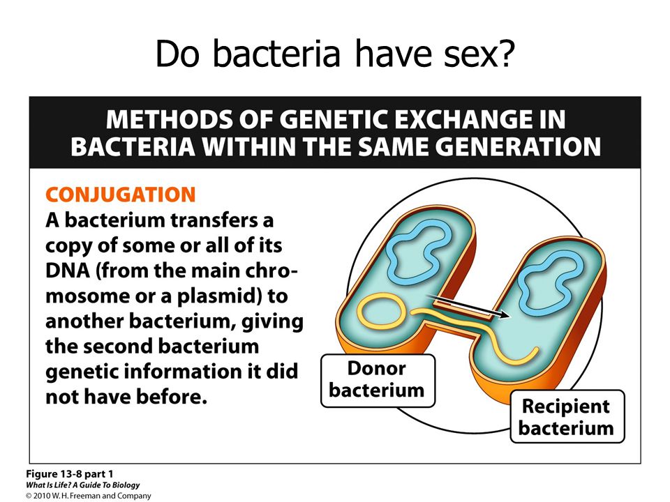 Do Bacteria Have Sex 44