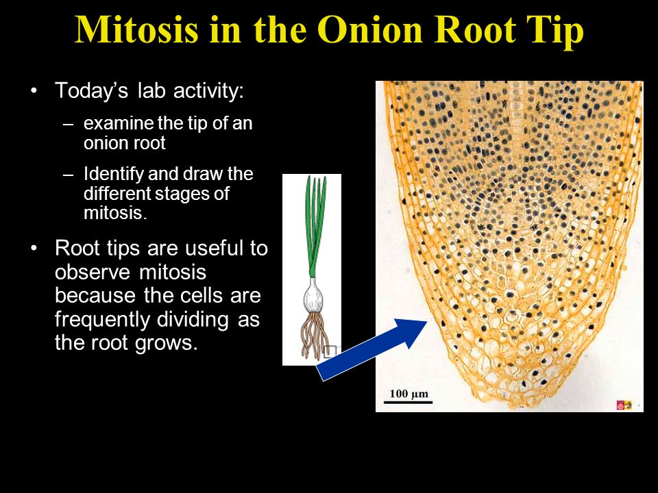 observing mitosis lab
