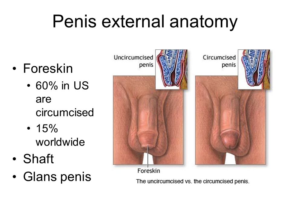 Penis Anatomy Video 20