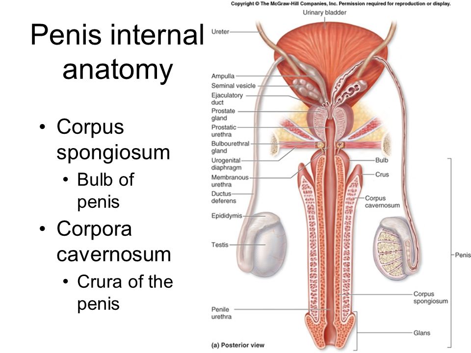 Penis Anatomy Video 71