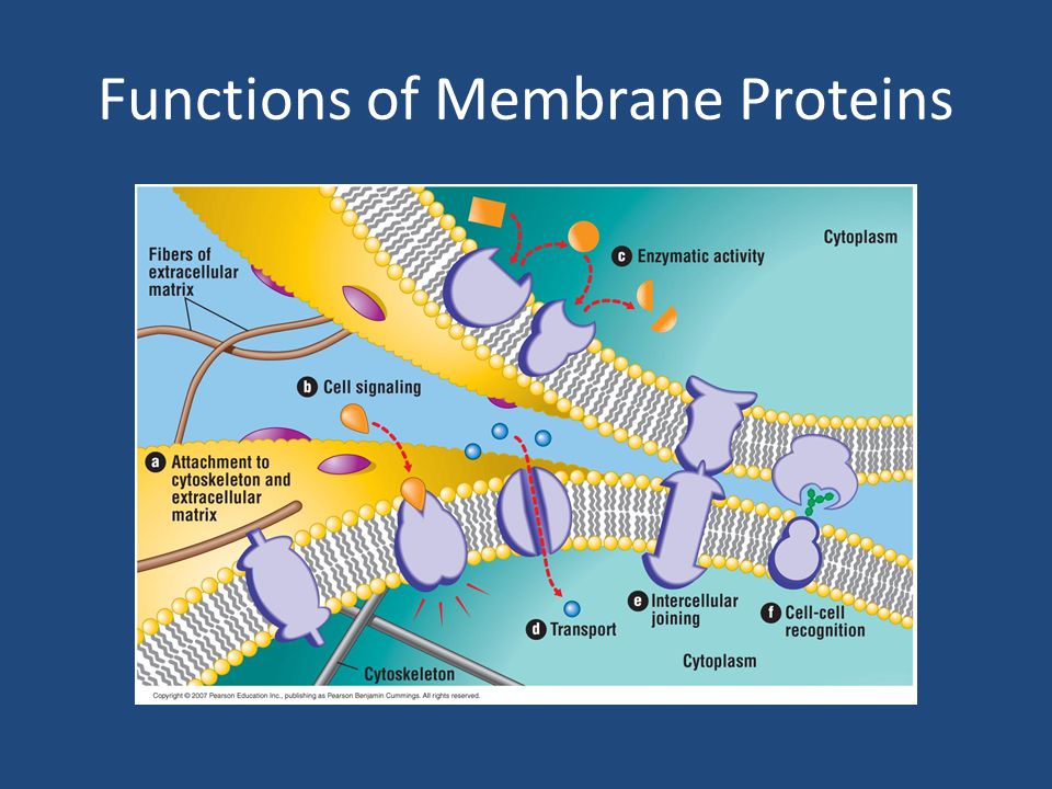 download mechanisches verhalten der werkstoffe