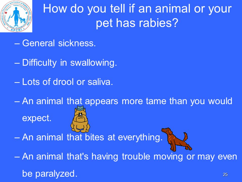How Do You Know If a Cat Has Rabies: Easy-to-Follow Guide