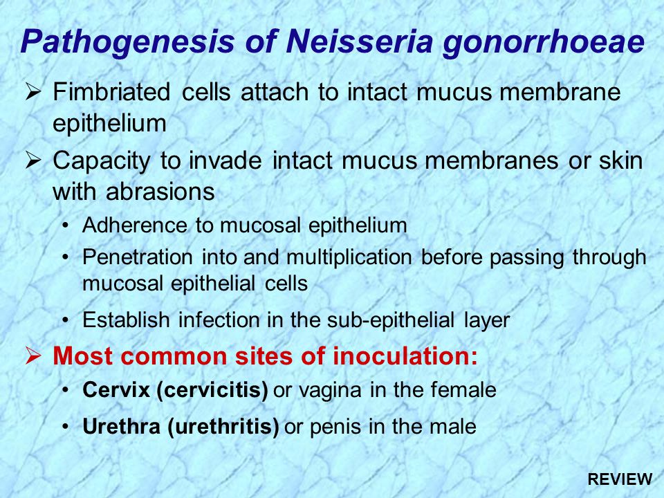 neisseria gonorrhoeae,trigeminal pathogenesis of neisseria gonorrhoeae fimbriated cells attach