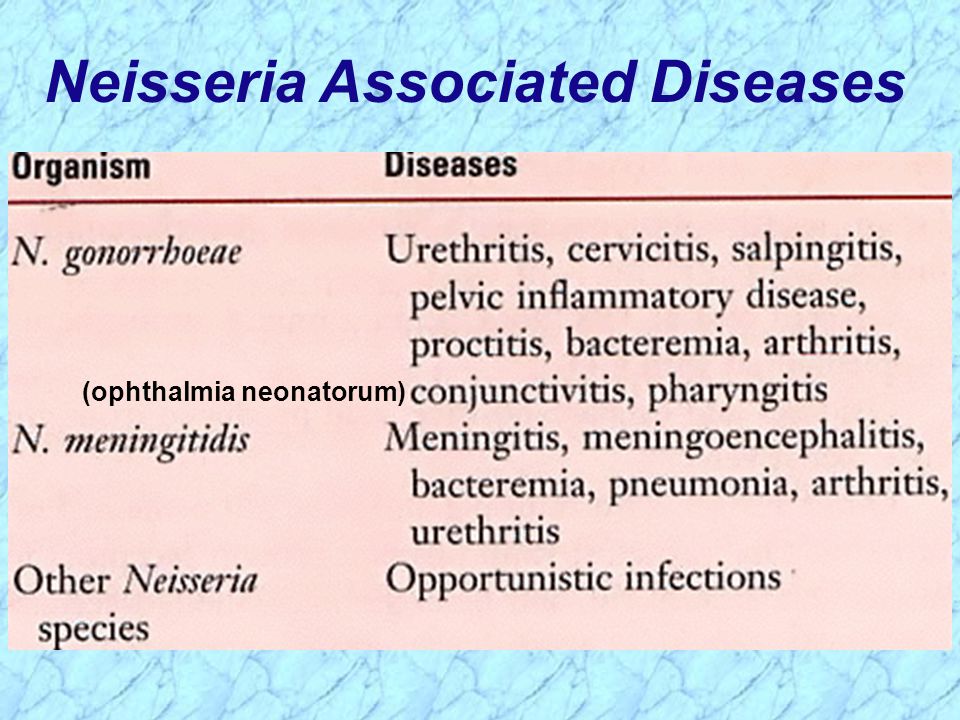 important human pathogens neisseria gonorrhoeae neisseria