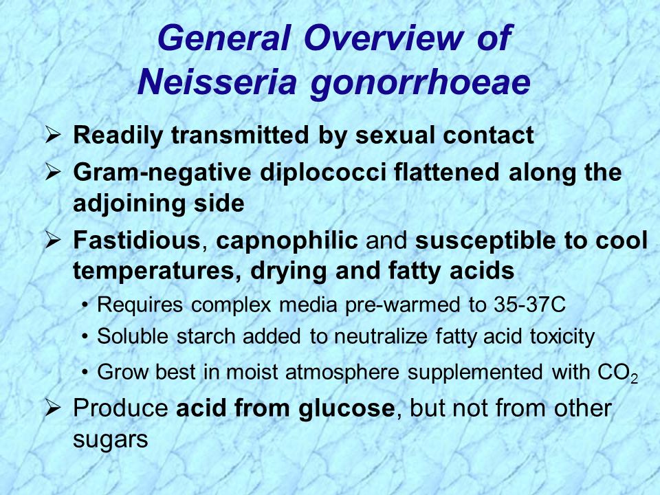 neisseria gonorrhoeae,trigeminal general overview of neisseria gonorrhoeae readily transmitted