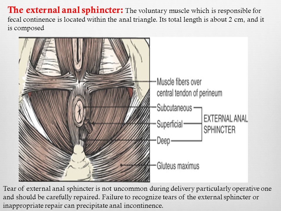 Anal Sphincter Damage 114