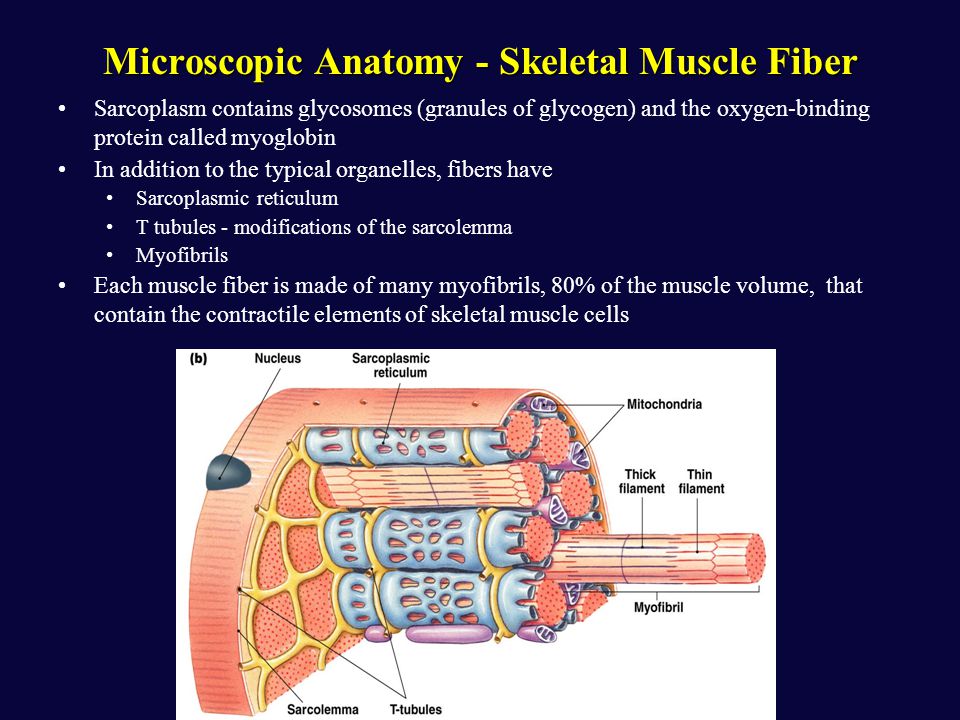Image result for t-tubules are perpendicular to muscle fibers