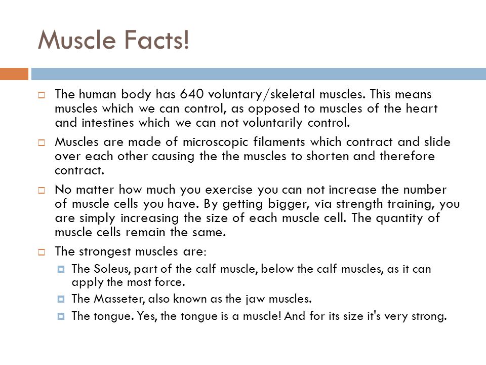 Muscular System Facts 2