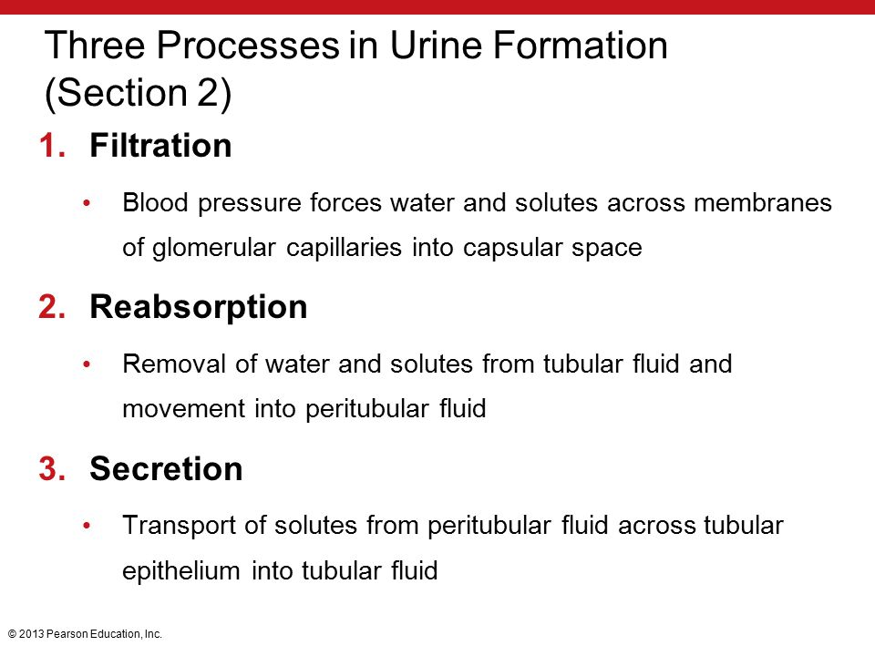 process of urine formation