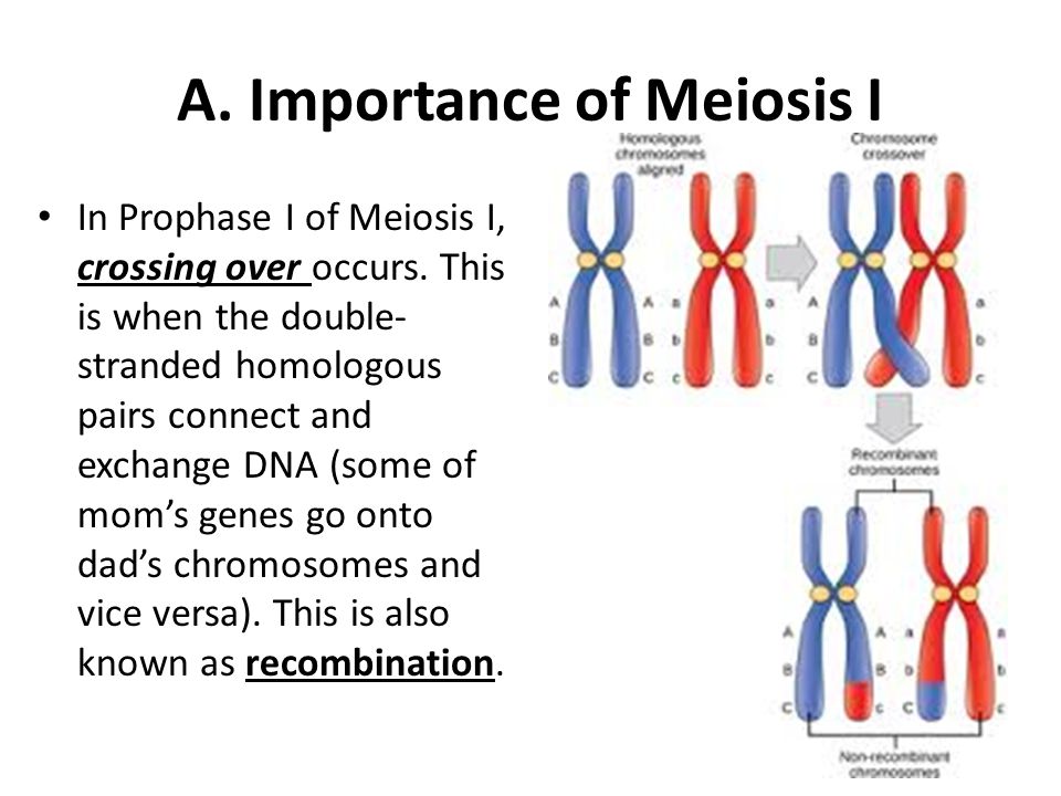 Image result for reason for crossover during meiosis