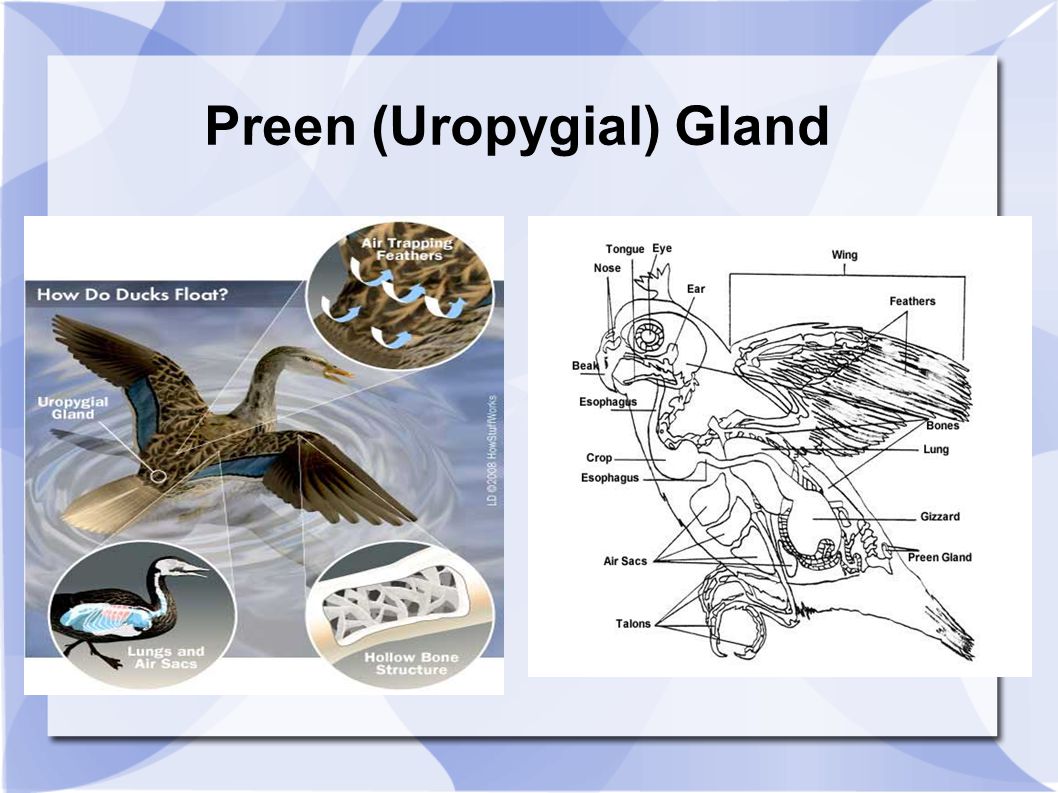 download printed organic and molecular electronics