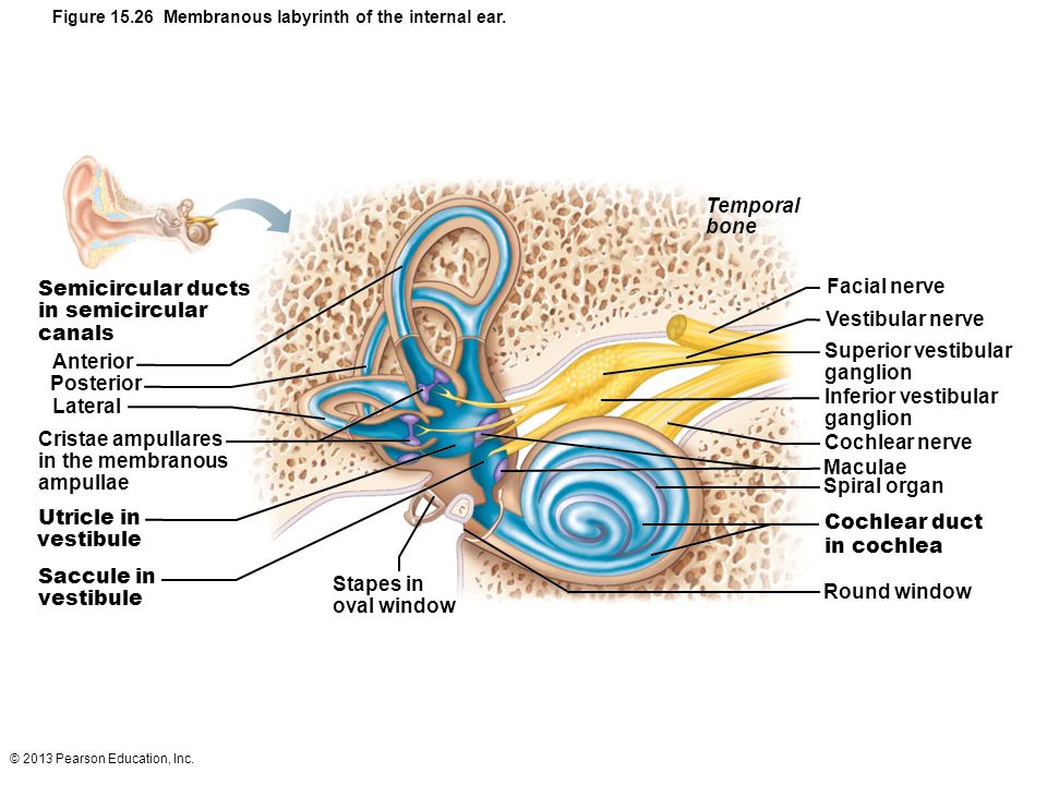 download neonatal intensive care