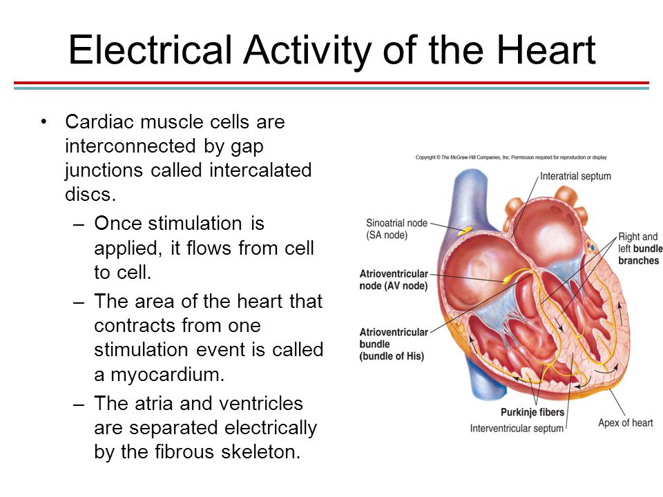 Flow Diagram Of Electrical Activity In The Heart Gallery 