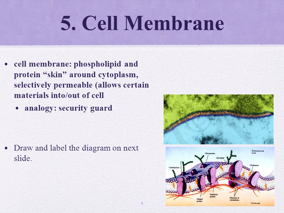 analogy cell membrane structure escort adult vienna cell membrane analogy