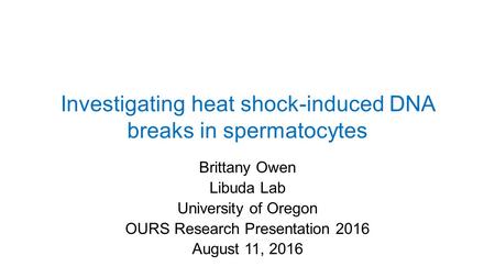 Investigating heat shock-induced DNA breaks in spermatocytes Brittany Owen Libuda Lab University of Oregon OURS Research Presentation 2016 August 11, 2016.