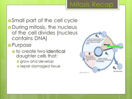 Mitosis Recap  Small part of the cell cycle  During mitosis, the nucleus of the cell divides (nucleus contains DNA)  Purpose identical  to create two.