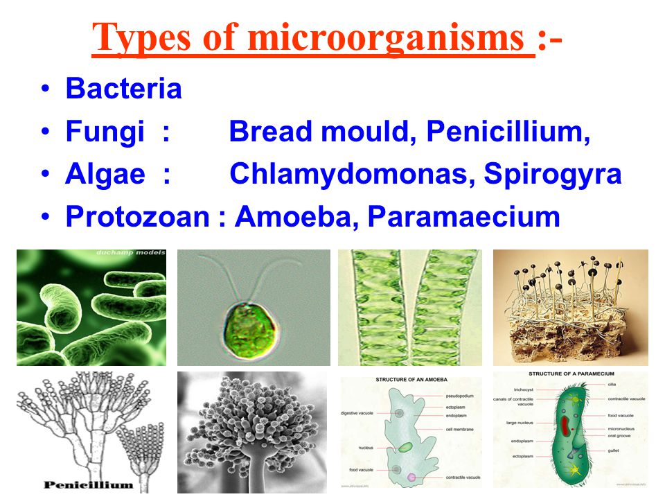 Cbse Class 8 Micro-Organisms various types Bacteria, Viruses, Protozoa, Algae and Fungi .