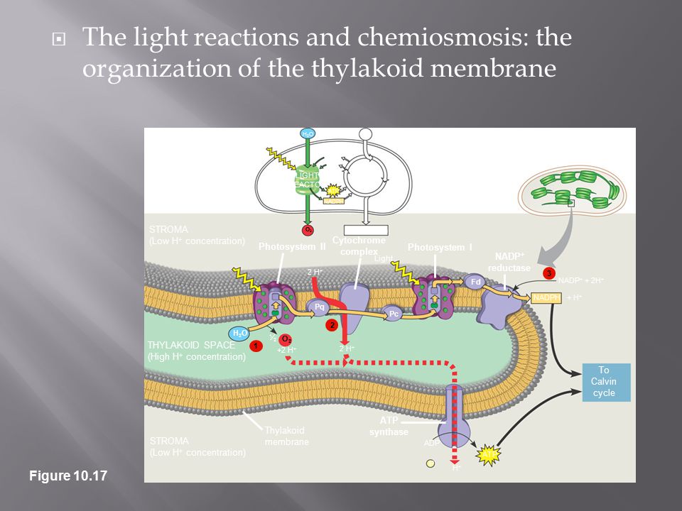 Photosynthesis Life Is Solar Powered! - ppt video online ...