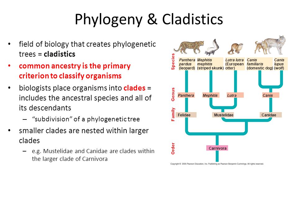 download anatomy and physiology an