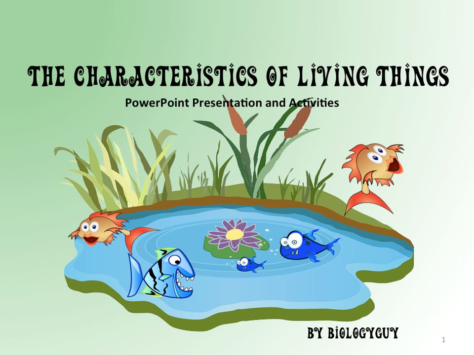 morphology Definition Examples Britannicacom