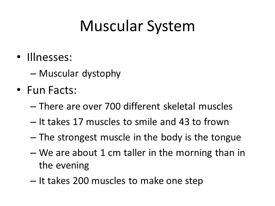 Muscular System Facts 91