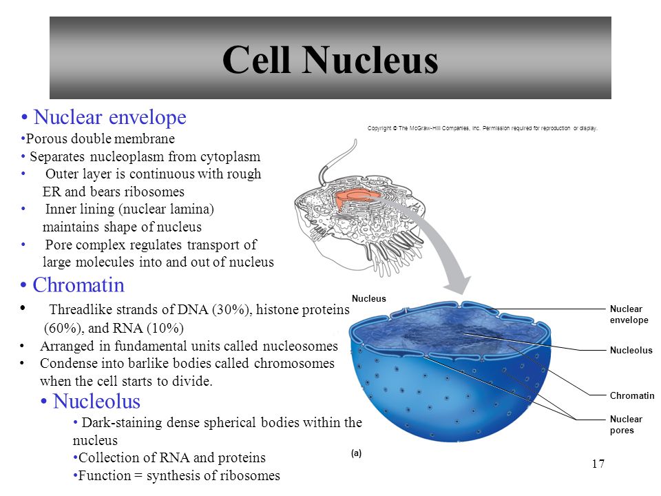 Nucleus News - iancarrsnucleus
