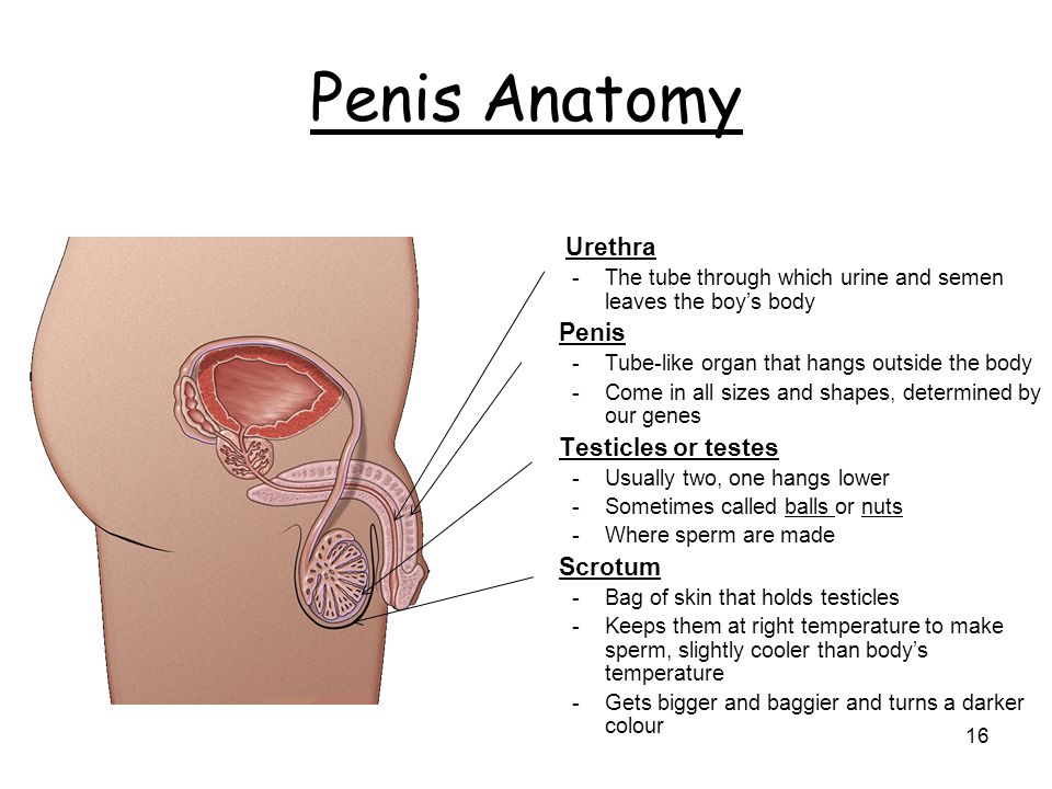 Penis Anatomy Video 7