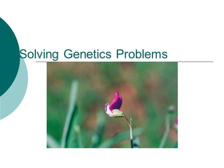 Solving Genetics Problems. Phenotype: physical appearance Ex: Brown Hair, Purple flowers, White fur, produces lactase Genotype: what genes an organism.
