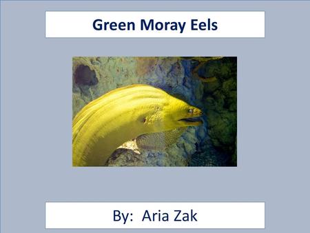 Green Moray Eels By: Aria Zak. Animal Facts Description The color of the Green Moray Eel is blueish gray. I know it says it is green but it’s blueish.