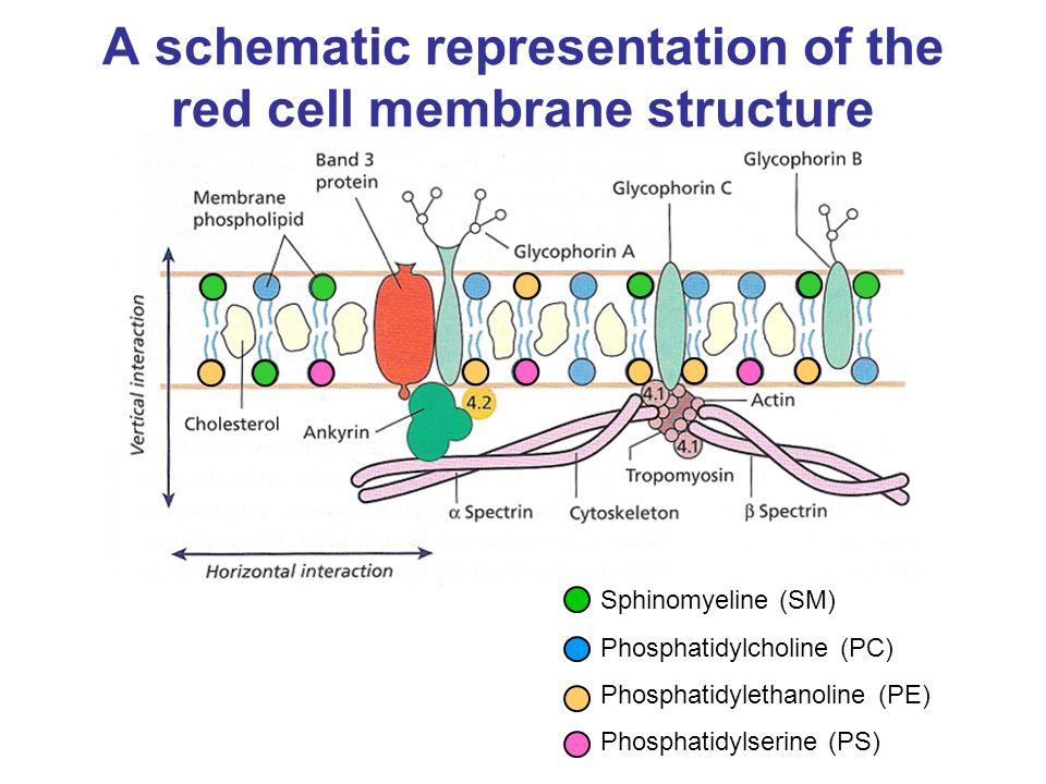 download neuropeptides methods and