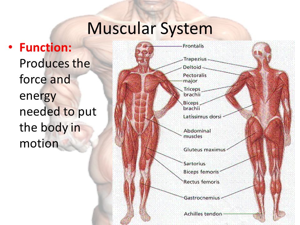 Functions Of The Muscular System 66