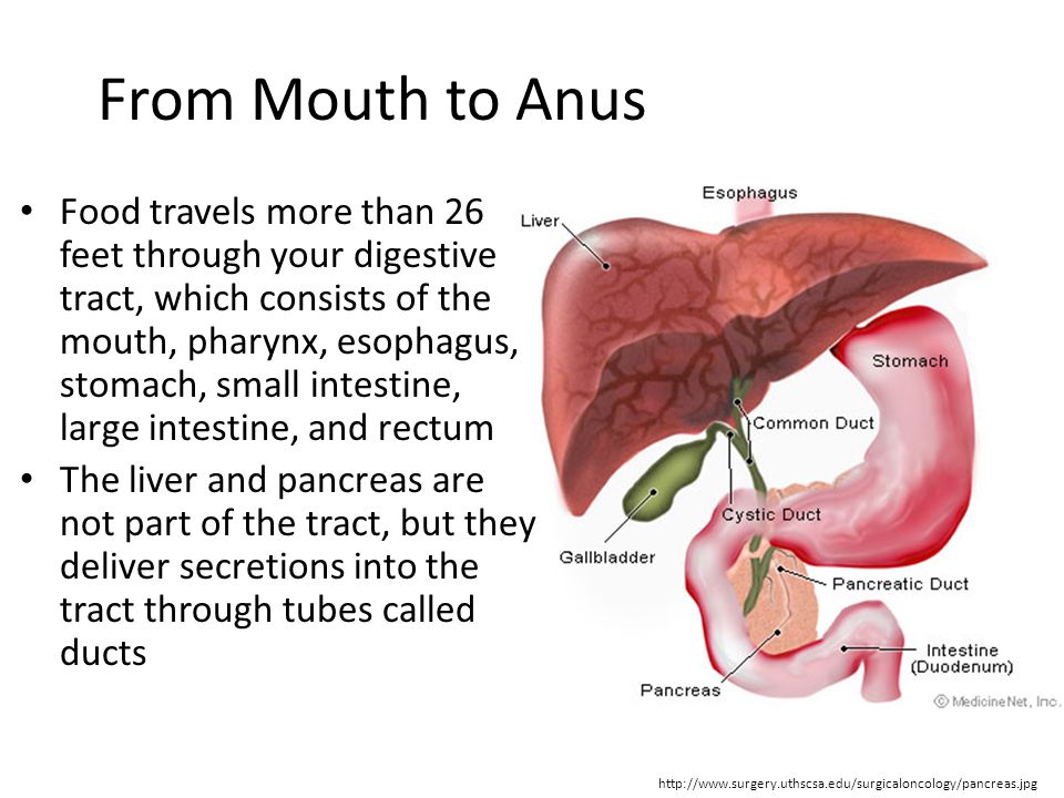 Mouth Anus 88